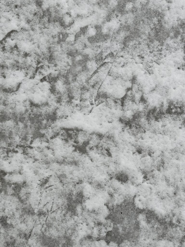 Vogelfüsschen im Schnee